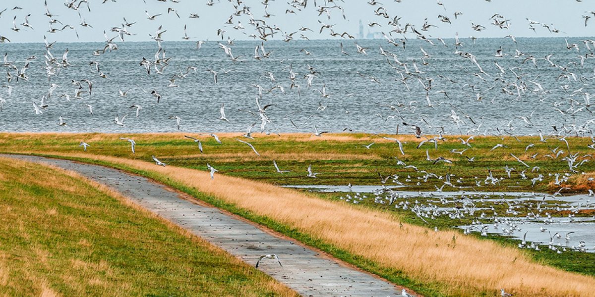 Elbe-Radweg von Cuxhaven nach Otterndorf | Visit Cuxhaven